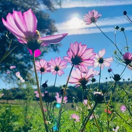 Nyaraló L'histoire Du